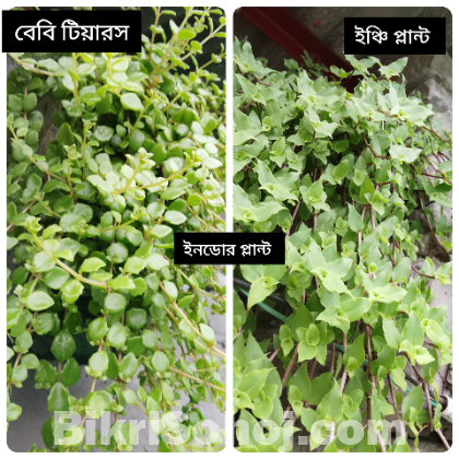 শখের গাছ